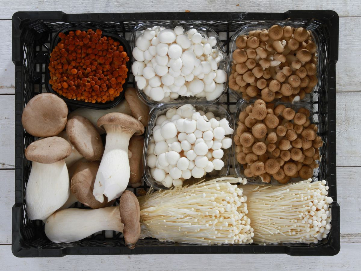 Mushroom Variety