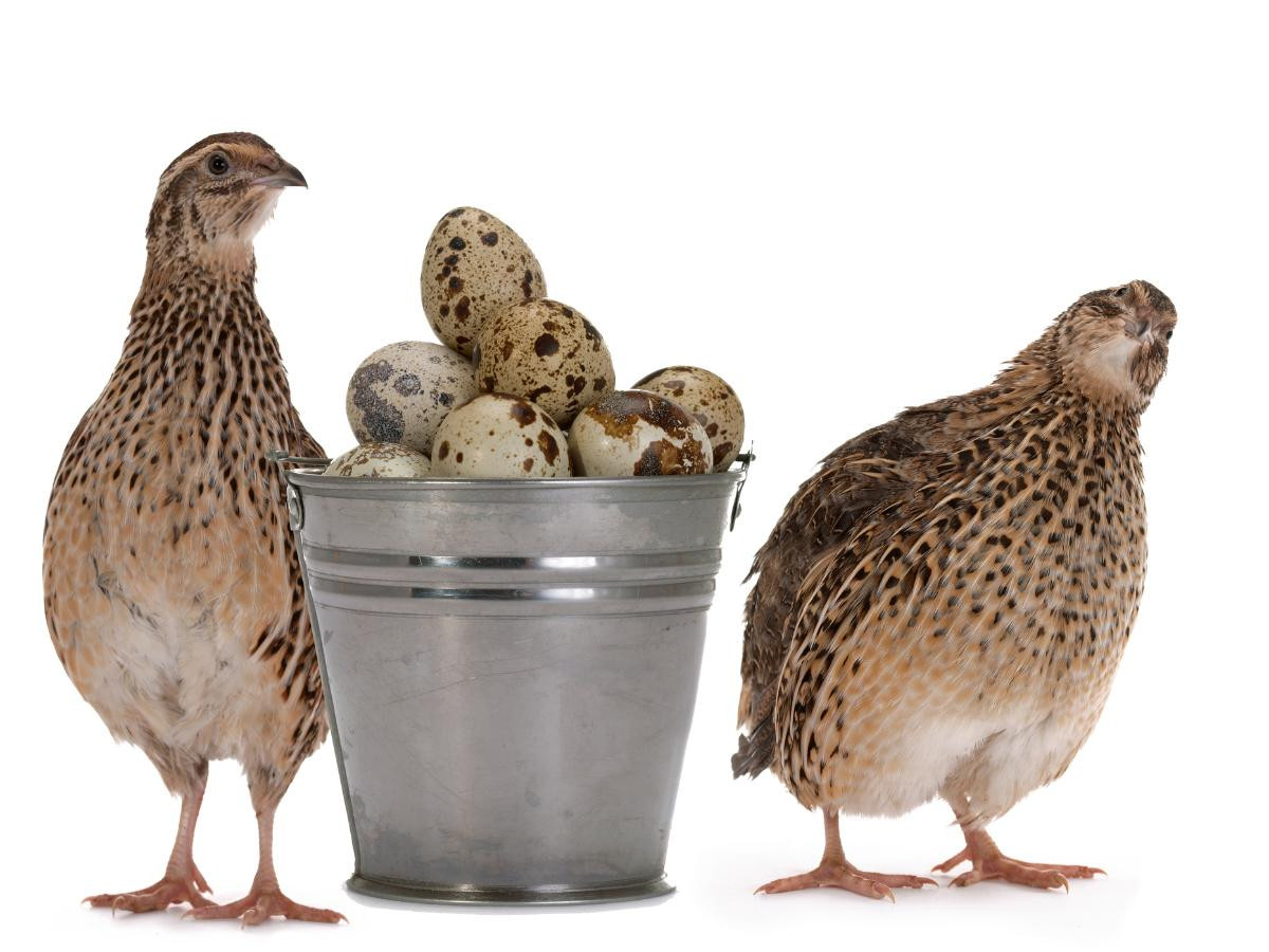 Quails and quail eggs