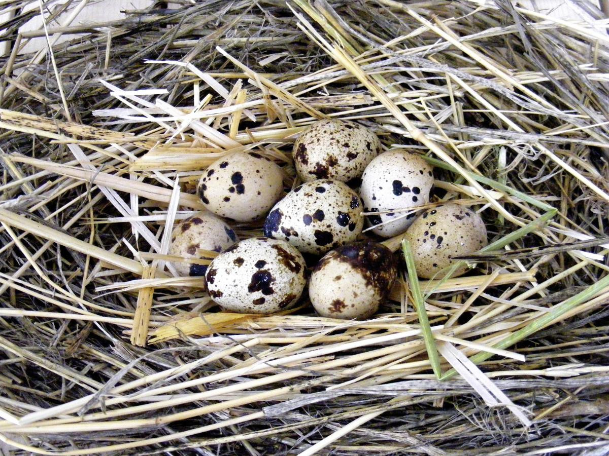 Quail eggs in nest