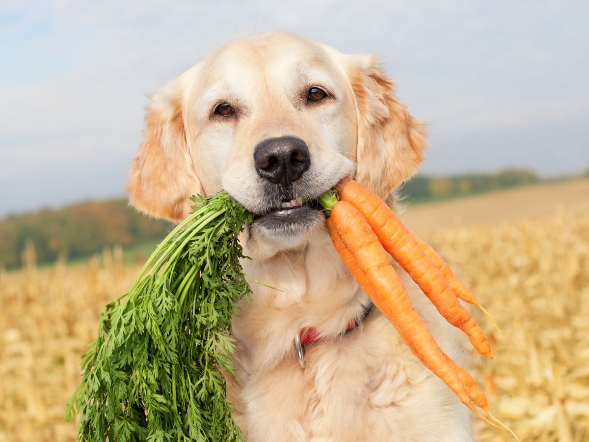 How to cook carrots for dogs