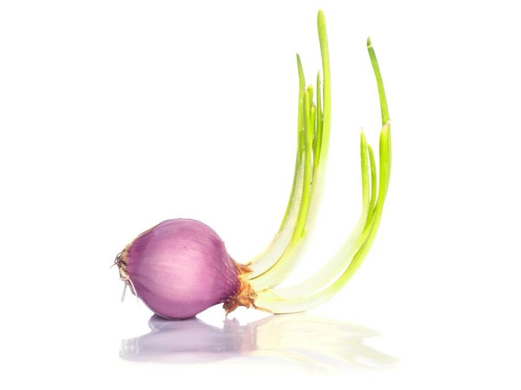 Red onion with Scallions