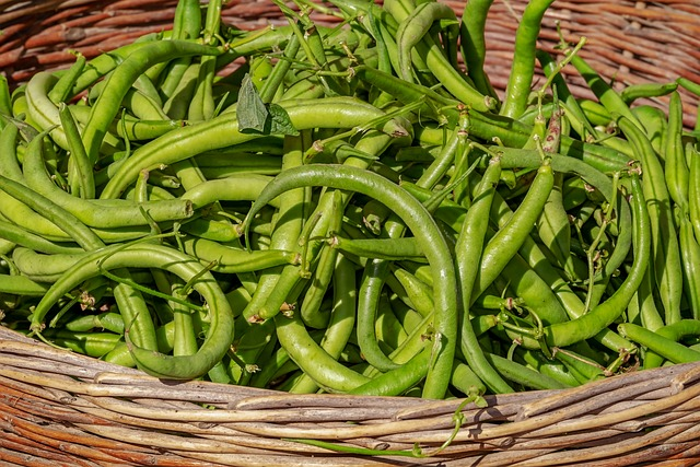 bush beans, vegetable, harvest